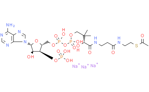 乙酰輔酶 A 鈉鹽